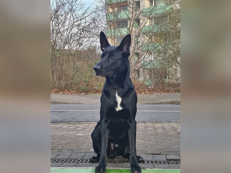 Deckrüde Django