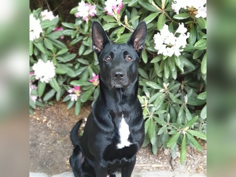 Deckrüde Django