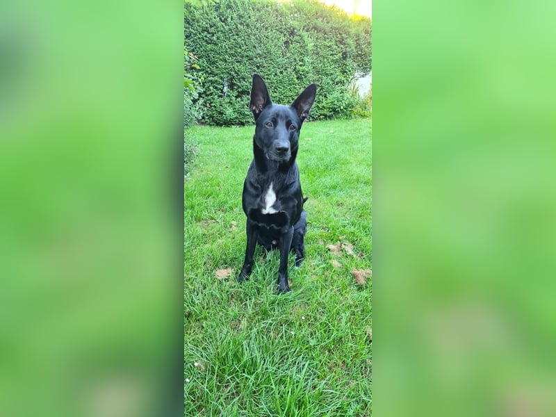 Deckrüde Django