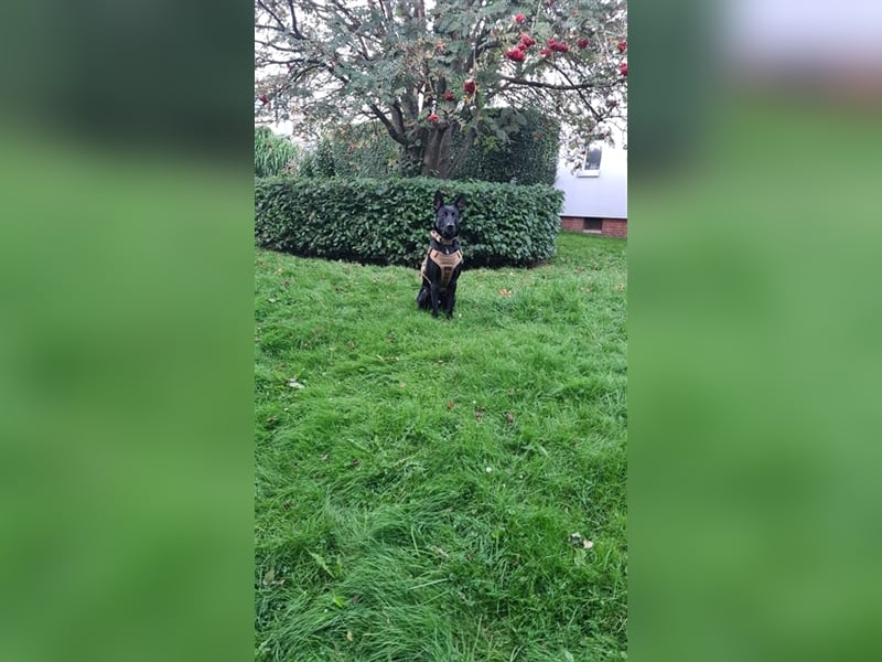 Deckrüde Django