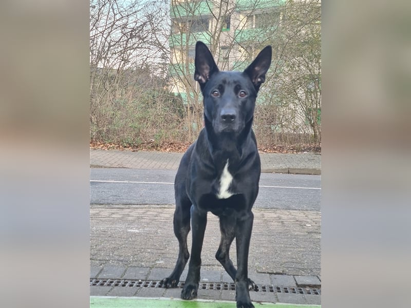 Deckrüde Django