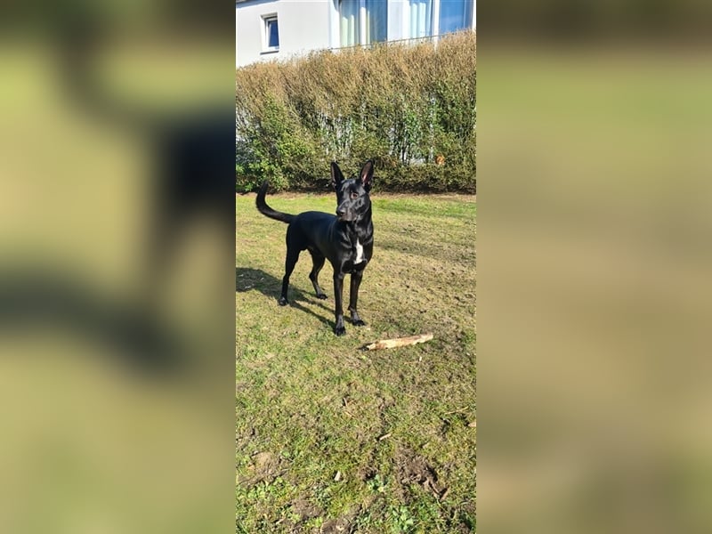 Deckrüde Django