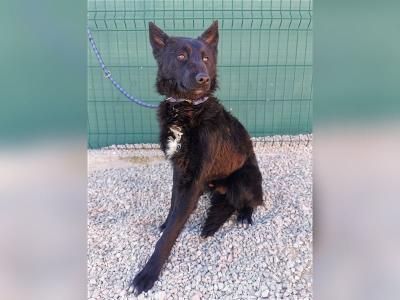ängstlicher, hübscher Schäferhund Mischlingsrüde Bambo sucht ein erfahrenes Zuhause