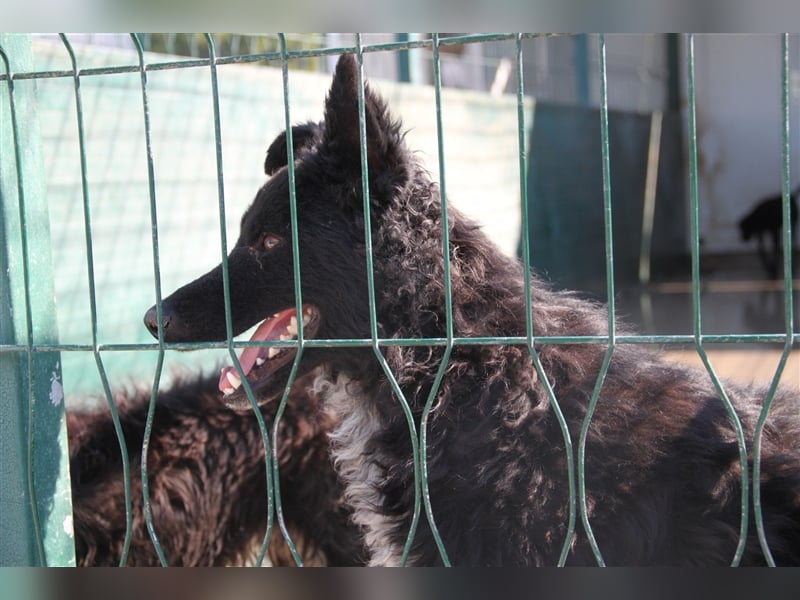 ängstlicher, hübscher Schäferhund Mischlingsrüde Bambo sucht ein erfahrenes Zuhause
