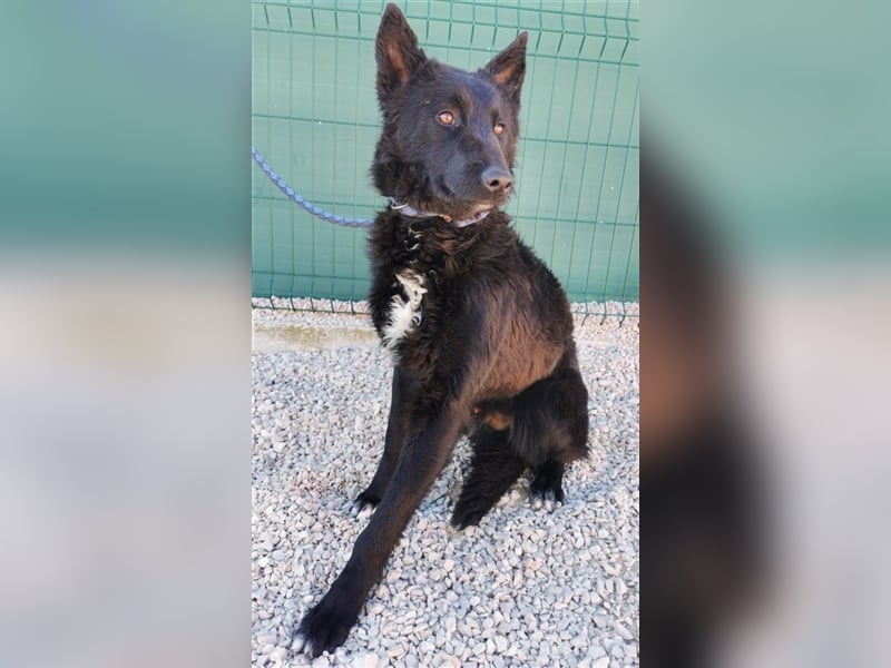 ängstlicher, hübscher Schäferhund Mischlingsrüde Bambo sucht ein erfahrenes Zuhause