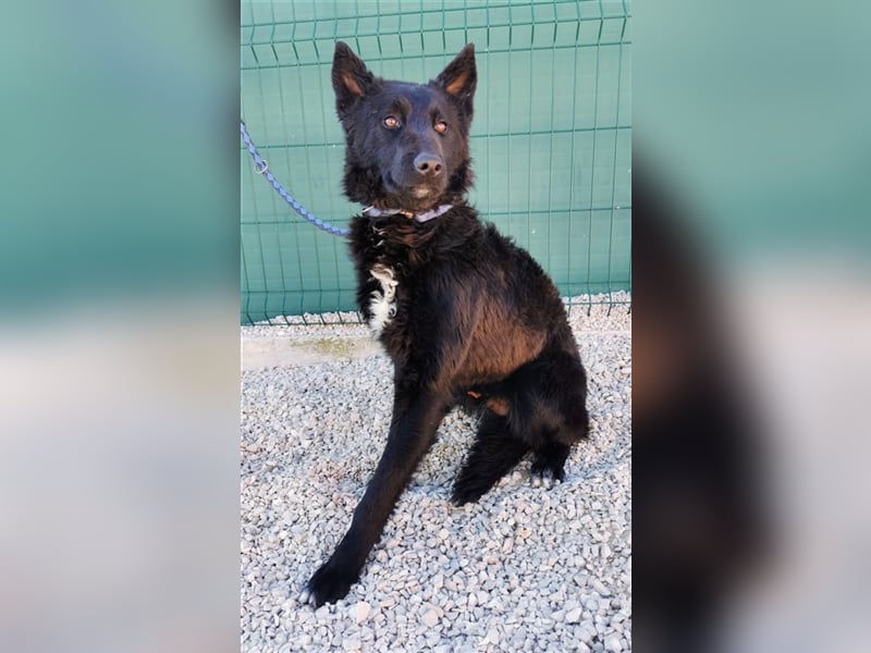 ängstlicher, hübscher Schäferhund Mischlingsrüde Bambo sucht ein erfahrenes Zuhause