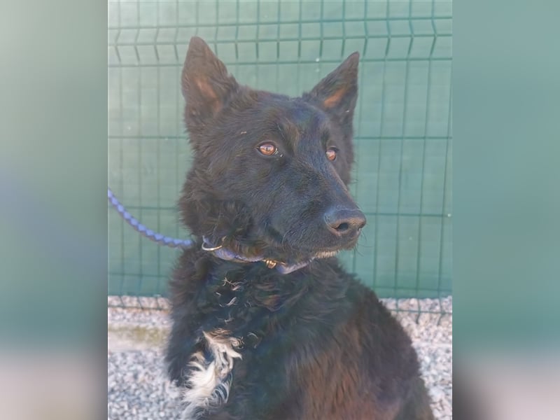 ängstlicher, hübscher Schäferhund Mischlingsrüde Bambo sucht ein erfahrenes Zuhause