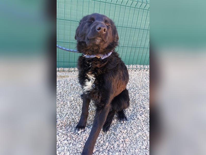 ängstlicher, hübscher Schäferhund Mischlingsrüde Bambo sucht ein erfahrenes Zuhause
