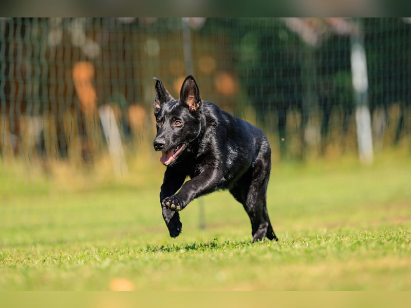 DSH Rüde, 6 Monate sucht neues Zuhause