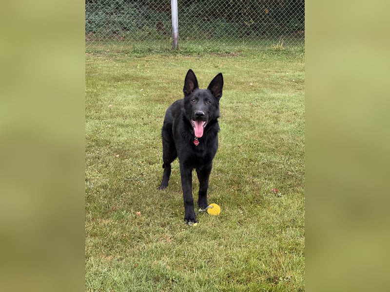 DSH Rüde, 6 Monate sucht neues Zuhause
