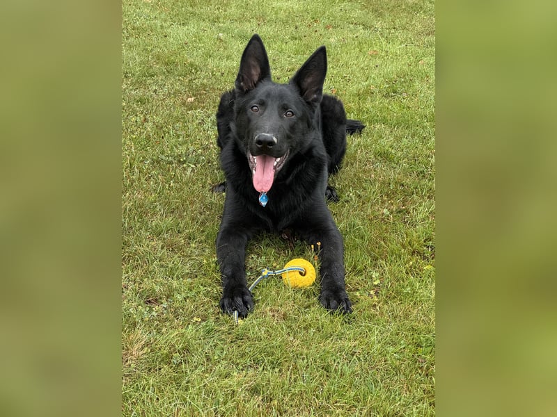 DSH Rüde, 6 Monate sucht neues Zuhause