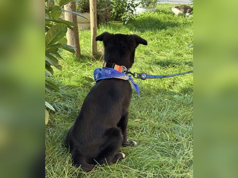 Brick ein kleiner toller Schatz