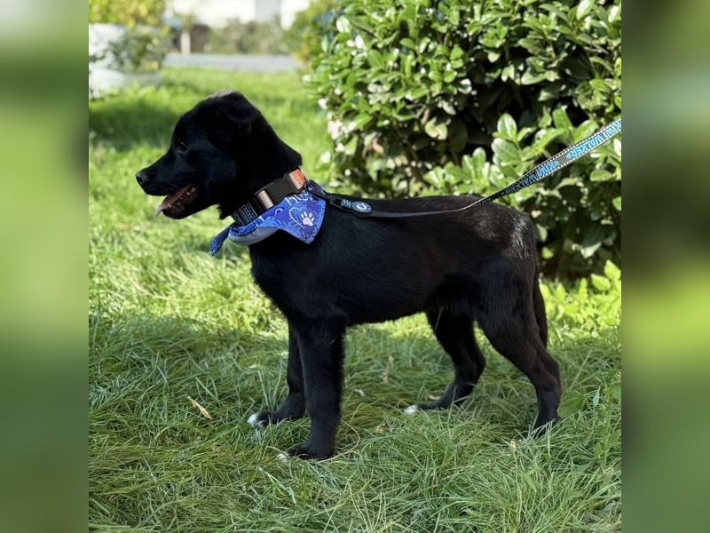 Brick ein kleiner toller Schatz