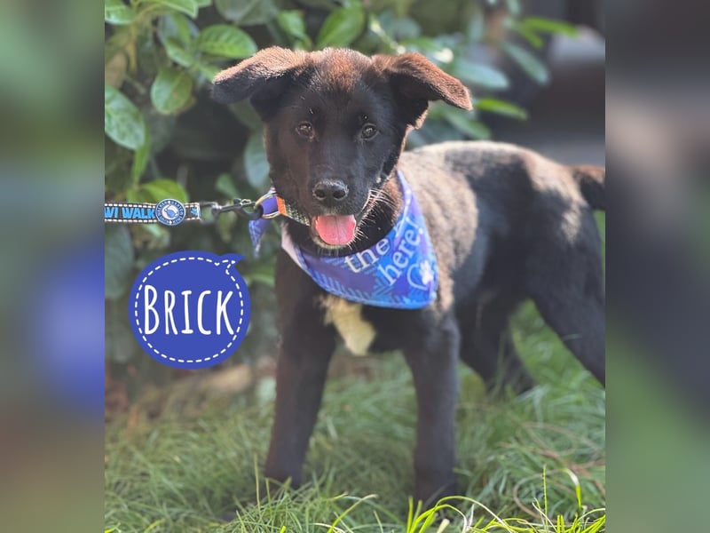 Brick ein kleiner toller Schatz