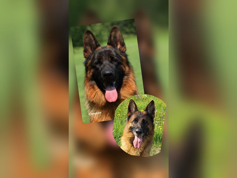 Deutsche Schäferhundwelpen