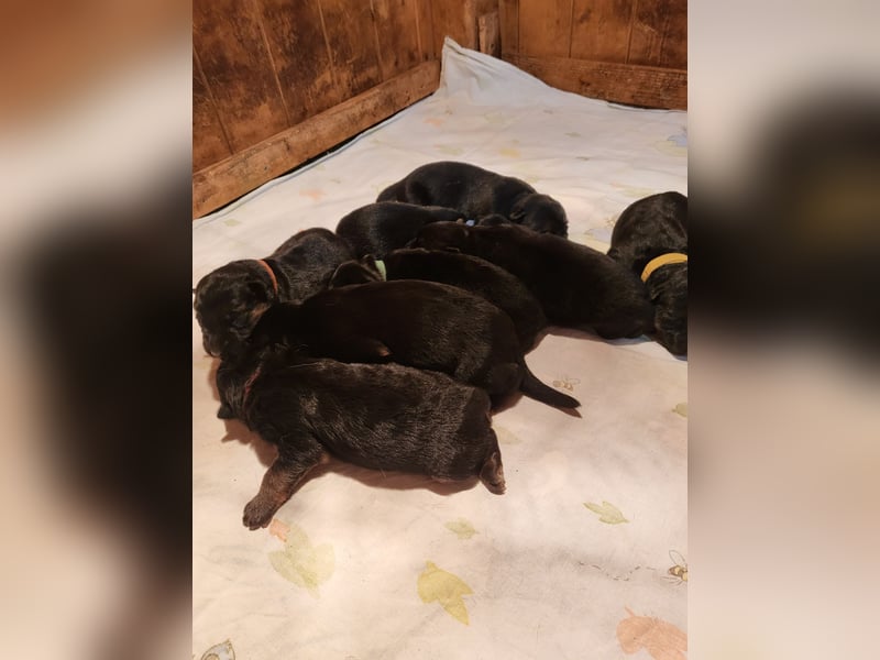 Deutsche Schäferhundwelpen