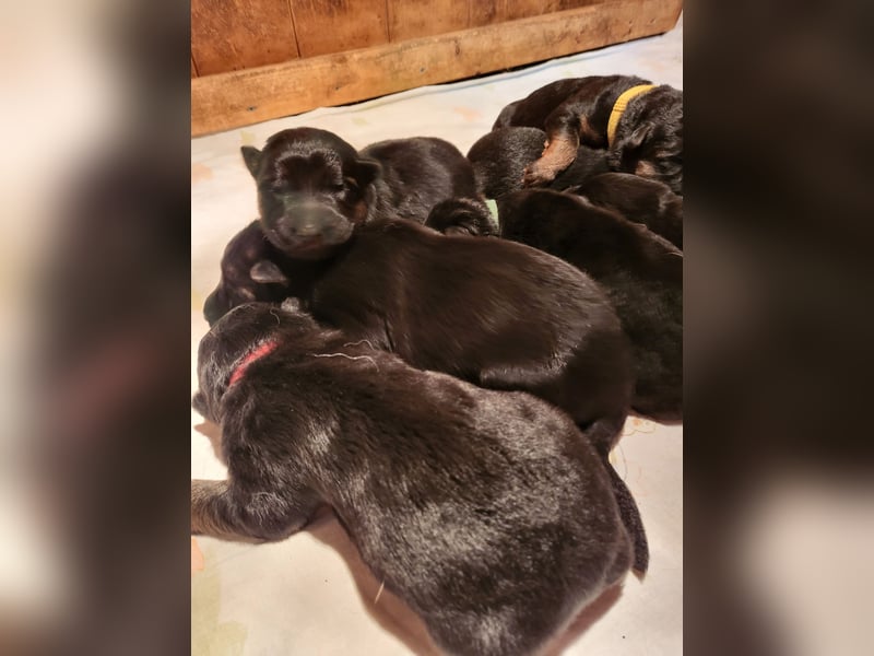 Deutsche Schäferhundwelpen