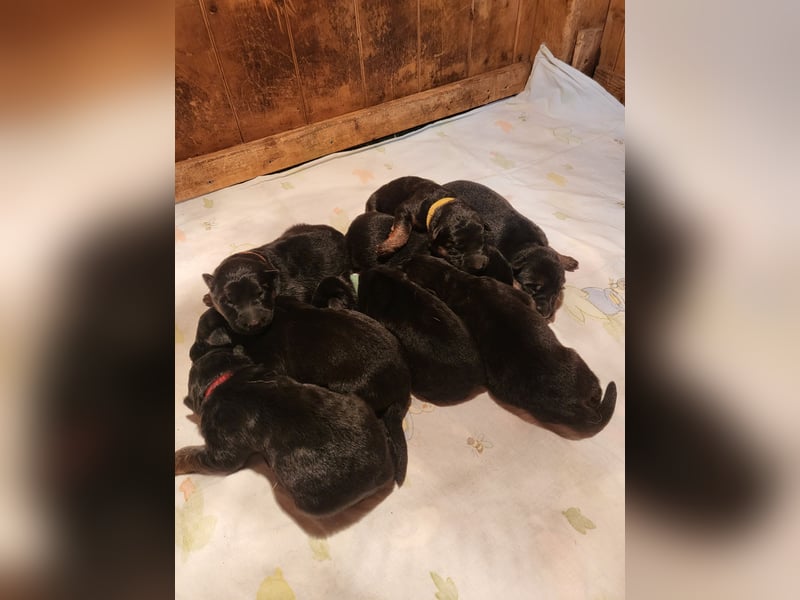 Deutsche Schäferhundwelpen