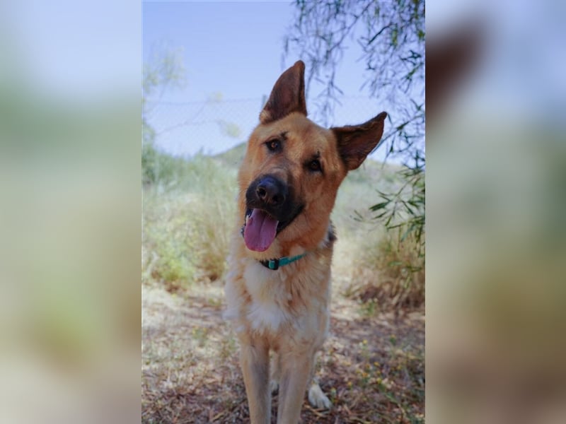 Julian (Spanien) - lieber Schäferhund sucht zu Hause für immer
