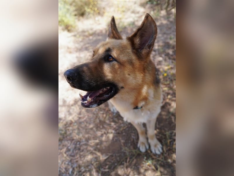 Julian (Spanien) - lieber Schäferhund sucht zu Hause für immer