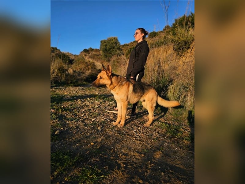 Julian (Spanien) - lieber Schäferhund sucht zu Hause für immer