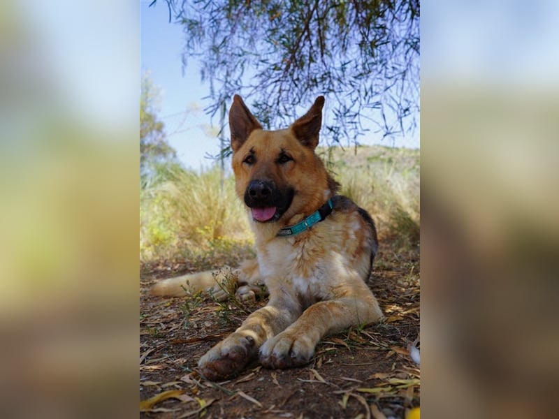 Julian (Spanien) - lieber Schäferhund sucht zu Hause für immer