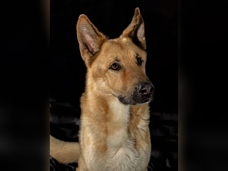Julian (Spanien) - lieber Schäferhund sucht zu Hause für immer