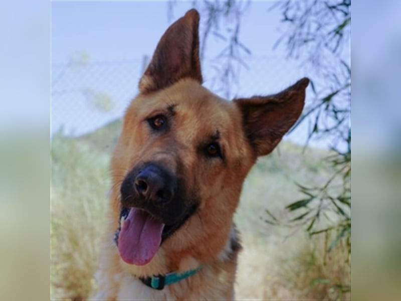 Julian (Spanien) - lieber Schäferhund sucht zu Hause für immer