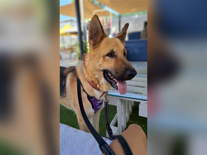 Julian (Spanien) - lieber Schäferhund sucht zu Hause für immer