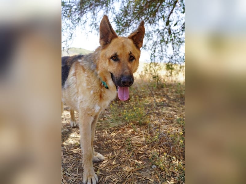 Julian (Spanien) - lieber Schäferhund sucht zu Hause für immer