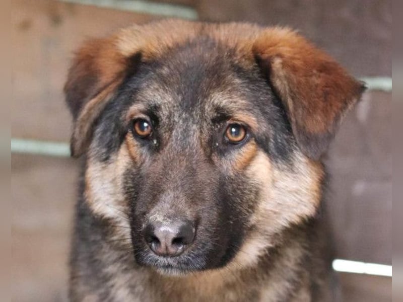 MO❤️ junger, kluger, lernwilliger und sehr hübscher Schäferhund-Mix-Rüde