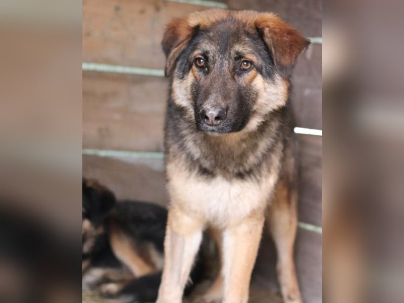 MO❤️ junger, kluger, lernwilliger und sehr hübscher Schäferhund-Mix-Rüde
