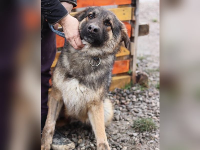 MO❤️ junger, kluger, lernwilliger und sehr hübscher Schäferhund-Mix-Rüde