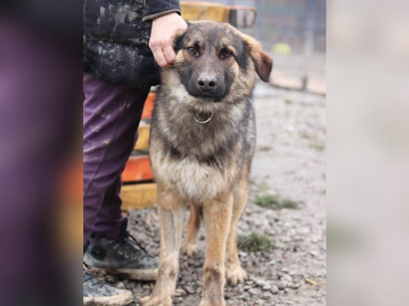 MO❤️ junger, kluger, lernwilliger und sehr hübscher Schäferhund-Mix-Rüde