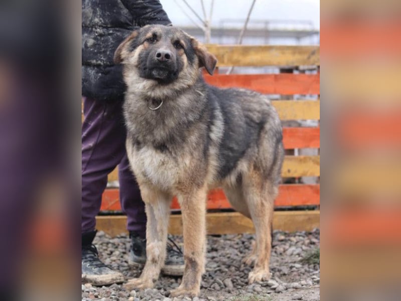 MO❤️ junger, kluger, lernwilliger und sehr hübscher Schäferhund-Mix-Rüde