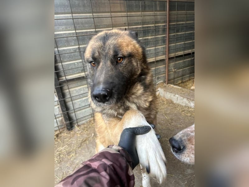 Ares - freundlich und lieb