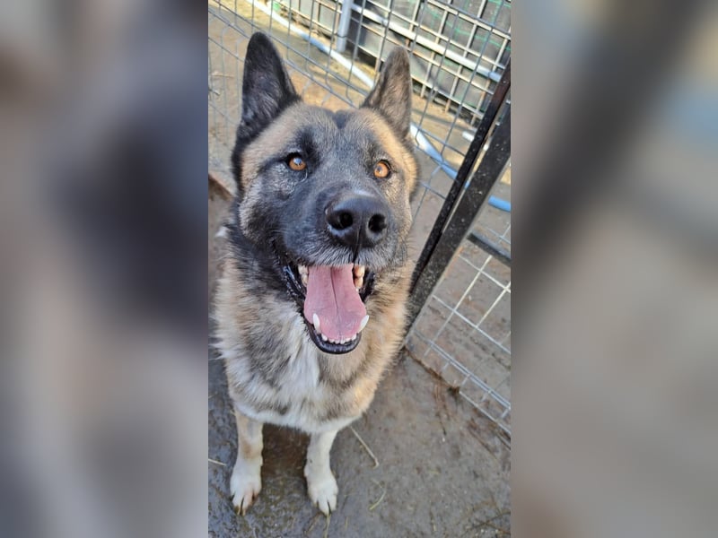 Ares - freundlich und lieb