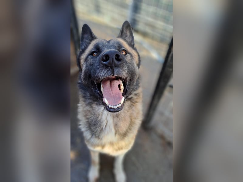 Ares - freundlich und lieb