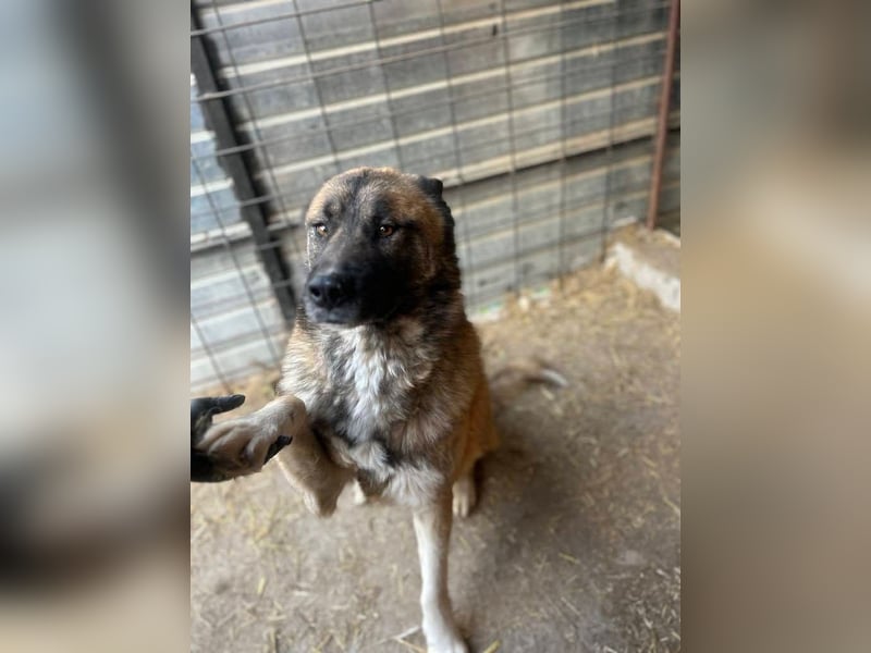 Ares - freundlich und lieb