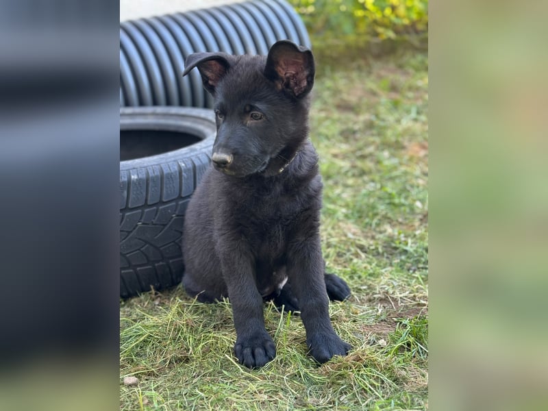 Black Jack - Deutscher Schäferhund Rüde sucht sein Für-Immer-Zuhause