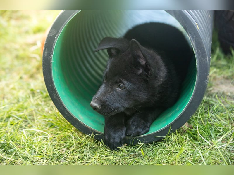 Black Jack - Deutscher Schäferhund Rüde sucht sein Für-Immer-Zuhause