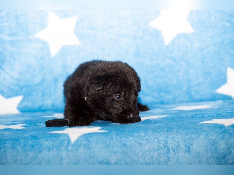 Black Jack - Deutscher Schäferhund Rüde sucht sein Für-Immer-Zuhause