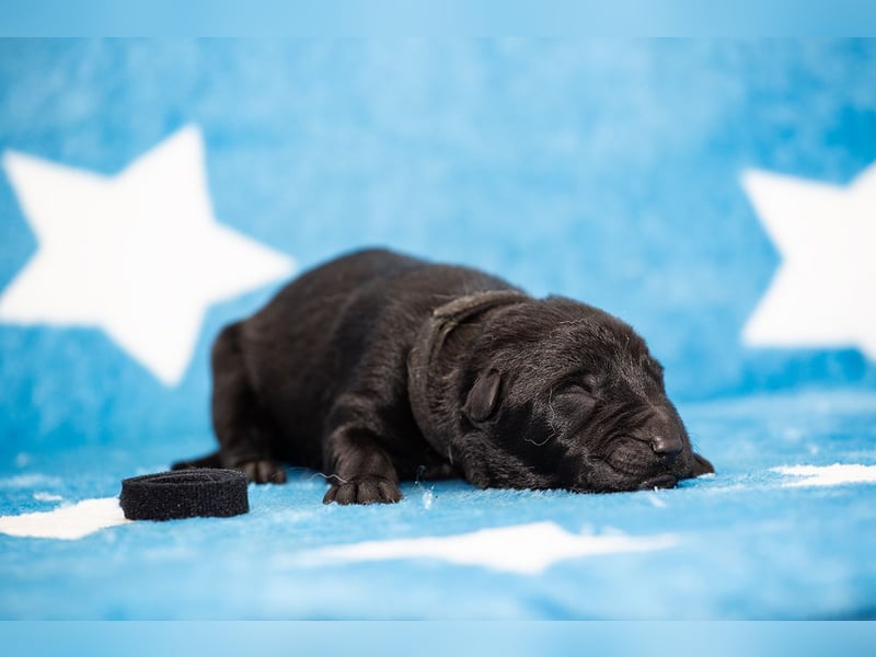 Black Jack - Deutscher Schäferhund Rüde sucht sein Für-Immer-Zuhause