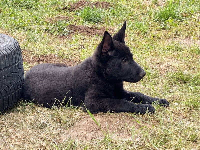 Black Jack - Deutscher Schäferhund Rüde sucht sein Für-Immer-Zuhause
