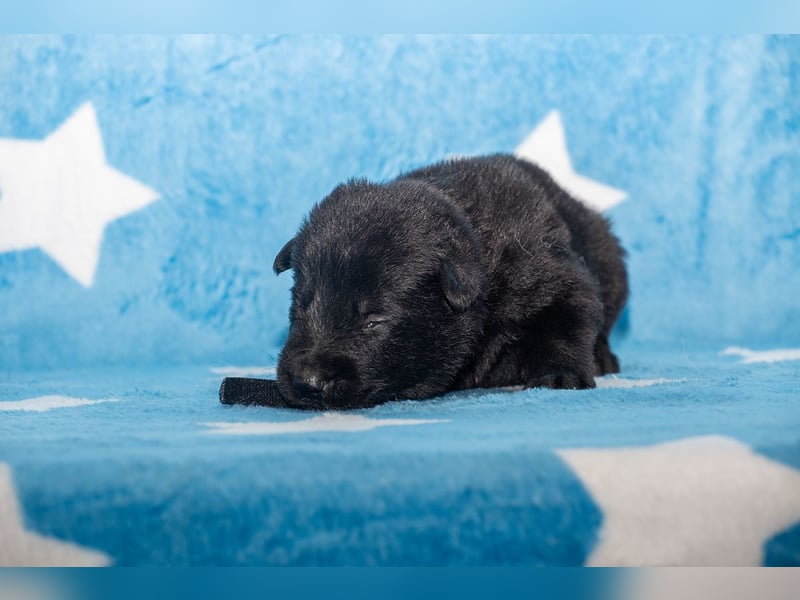 Black Jack - Deutscher Schäferhund Rüde sucht sein Für-Immer-Zuhause