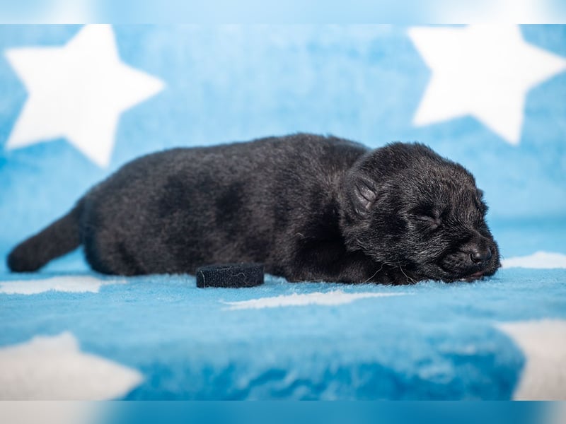 Black Jack - Deutscher Schäferhund Rüde sucht sein Für-Immer-Zuhause
