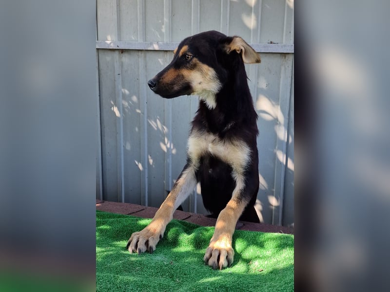 Duke - freundlich und sportlich