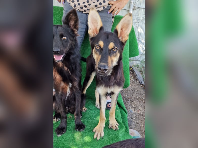 Duke - freundlich und sportlich