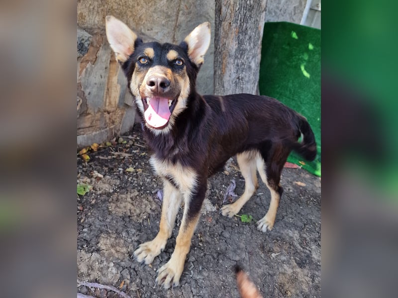 Duke - freundlich und sportlich