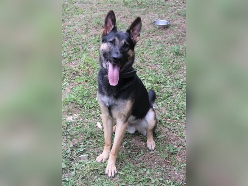„Klaus“, Schäferhund, geb. Ende 2021, sucht ein stabiles und ruhiges Zuhause